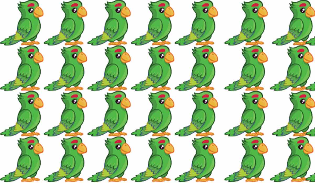 Can you find the different parrot in this picture?