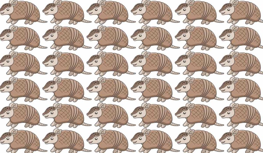 Find an armadillo